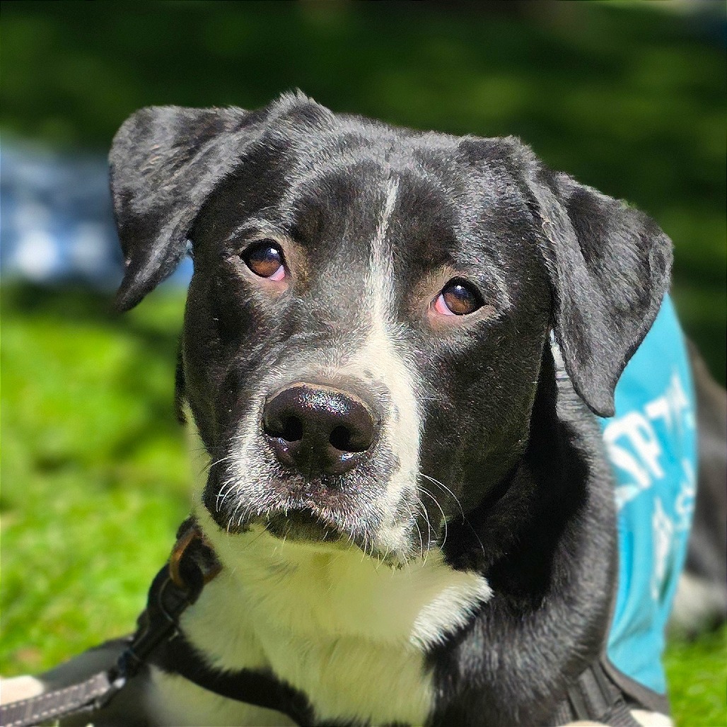 S'mores, an adoptable Border Collie, Mixed Breed in Mount Shasta, CA, 96067 | Photo Image 1