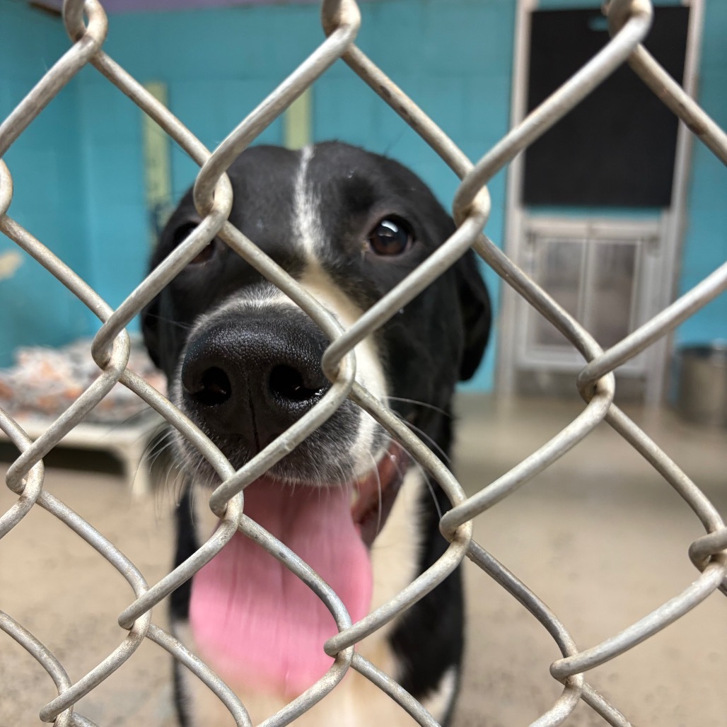 S'mores, an adoptable Border Collie, Mixed Breed in Mount Shasta, CA, 96067 | Photo Image 2