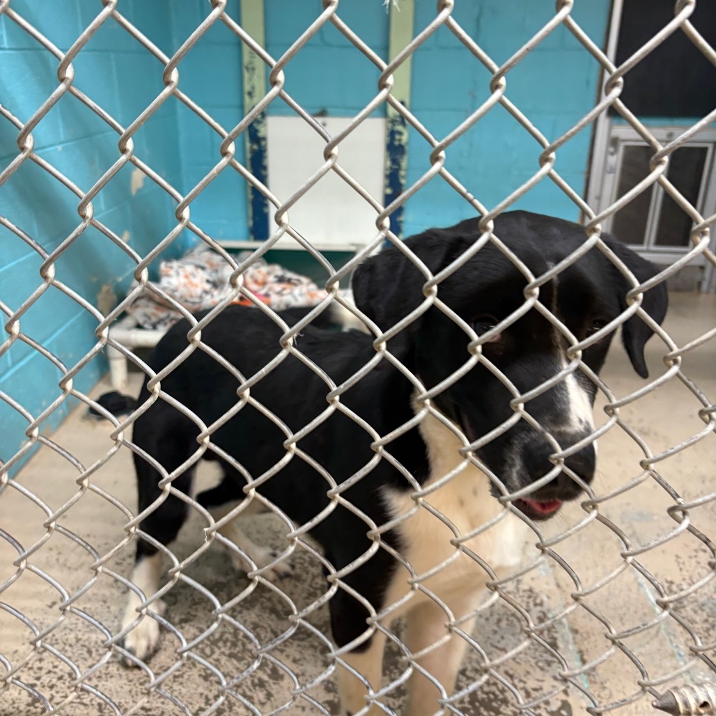 S'mores, an adoptable Border Collie, Mixed Breed in Mount Shasta, CA, 96067 | Photo Image 3