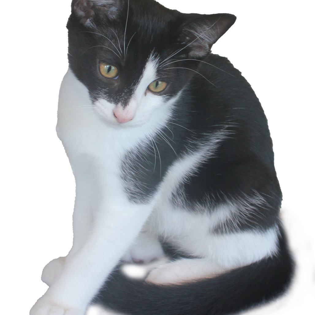 Dexter, an adoptable Domestic Short Hair in Abilene, TX, 79602 | Photo Image 1
