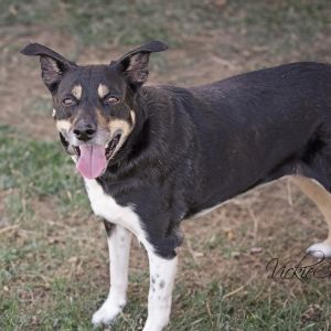 Chloe, Senior Female unknown