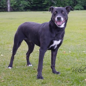 Layla, Adult Female unknown