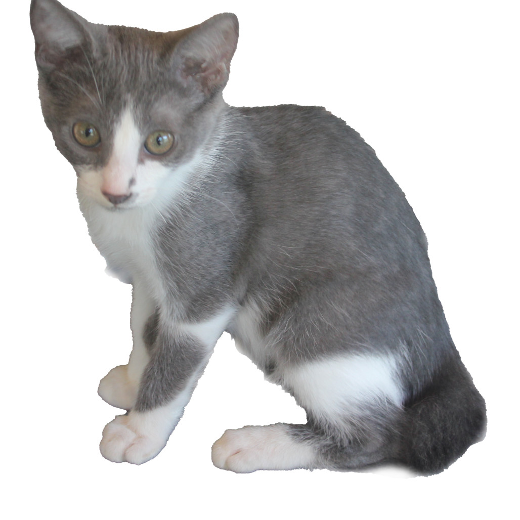 Stubbz, an adoptable Domestic Short Hair in Abilene, TX, 79602 | Photo Image 1