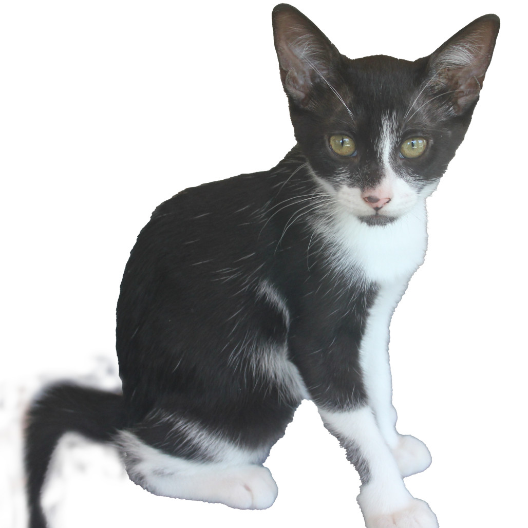 Porter, an adoptable Domestic Short Hair in Abilene, TX, 79602 | Photo Image 1