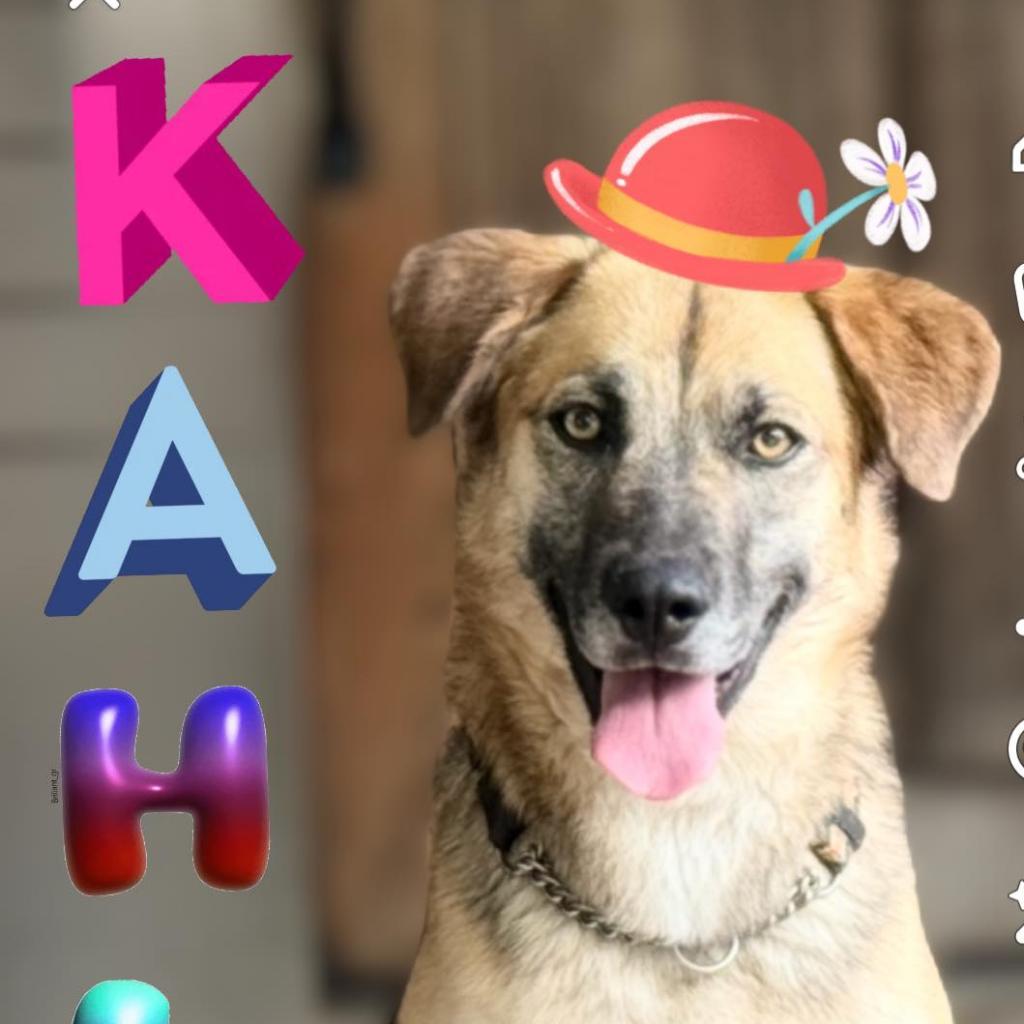 Kahlua