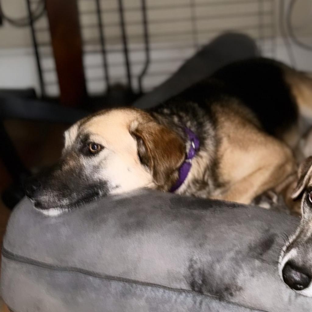 Kahlua