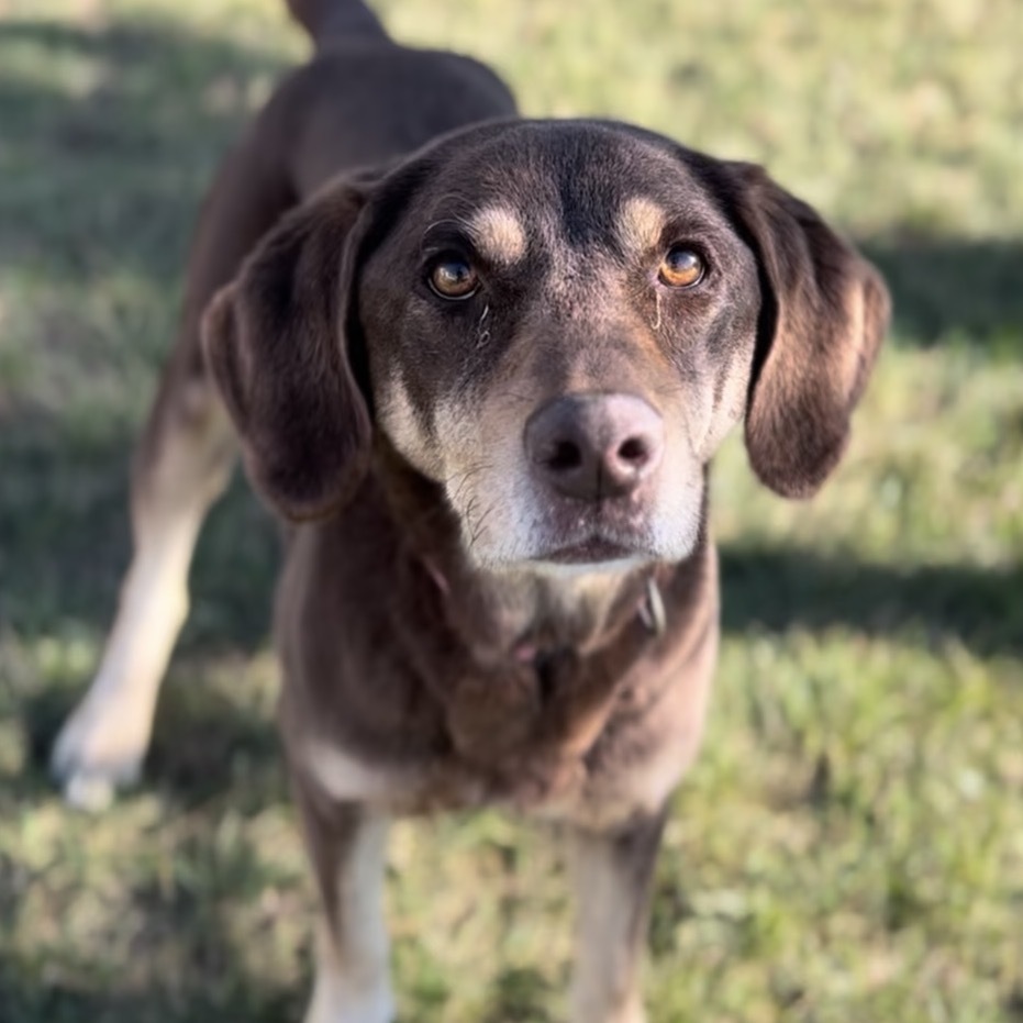 Marlee, an adoptable Labrador Retriever, Pointer in Detroit Lakes, MN, 56501 | Photo Image 1