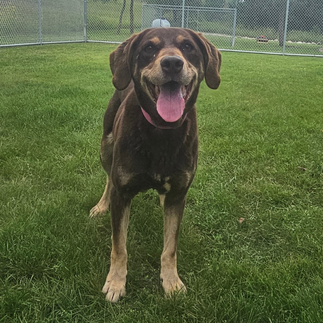 Marlee, an adoptable Labrador Retriever, Pointer in Detroit Lakes, MN, 56501 | Photo Image 3