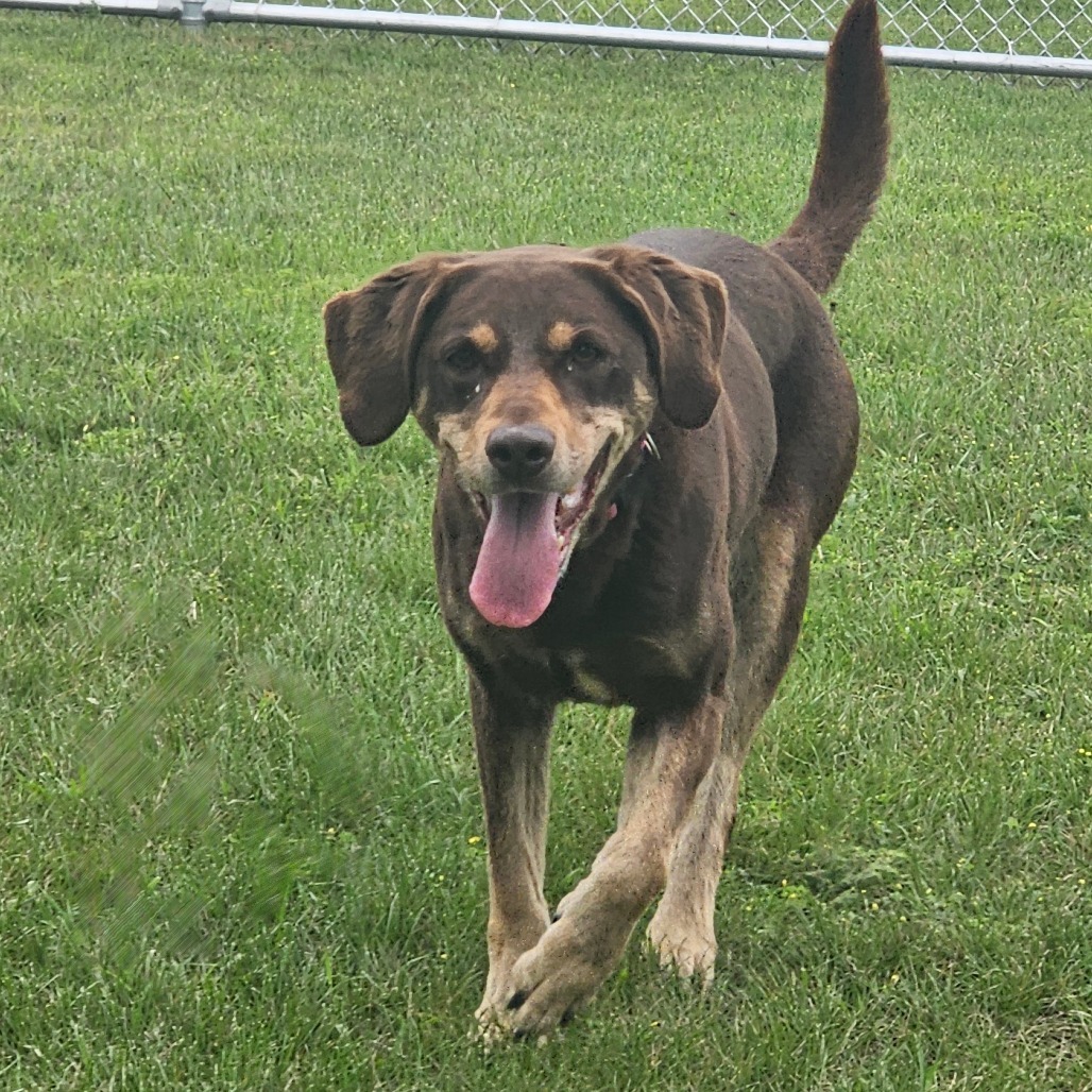 Marlee, an adoptable Labrador Retriever, Pointer in Detroit Lakes, MN, 56501 | Photo Image 4