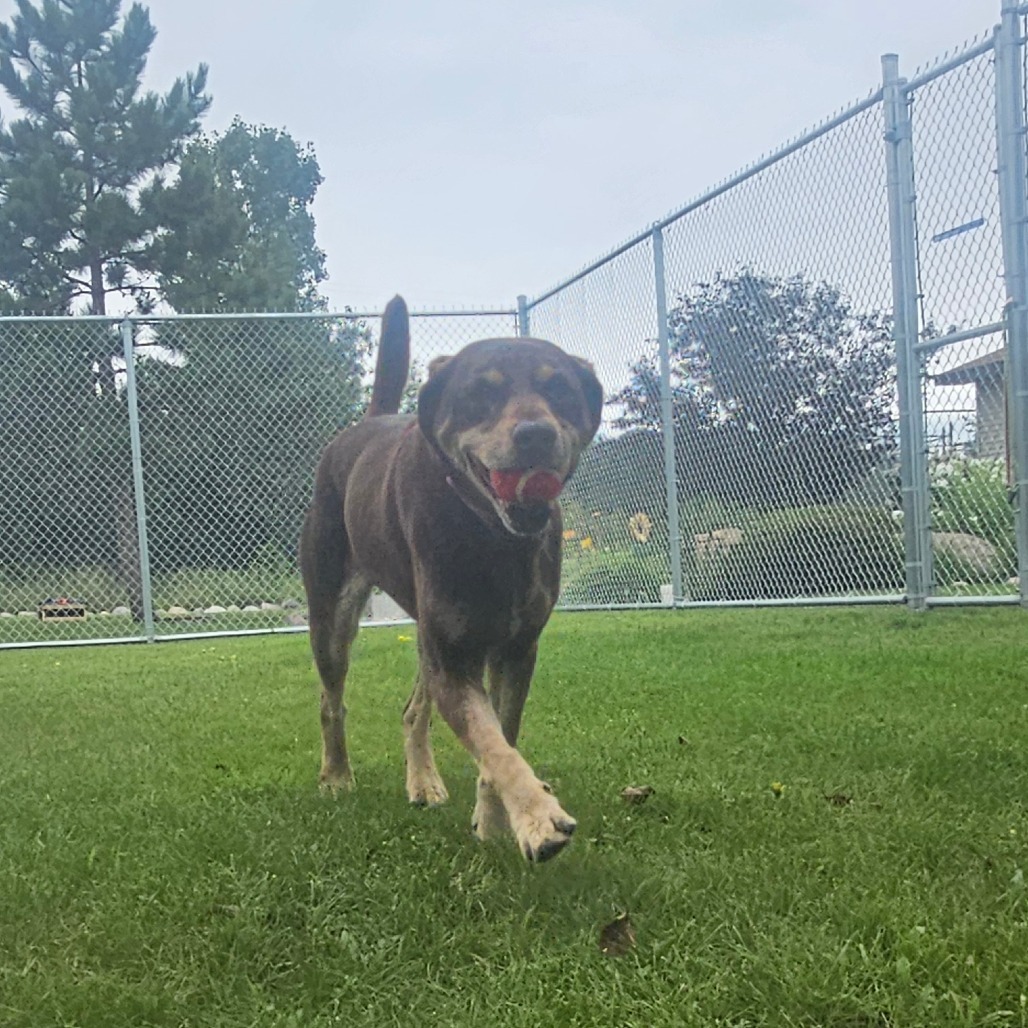 Marlee, an adoptable Labrador Retriever, Pointer in Detroit Lakes, MN, 56501 | Photo Image 5