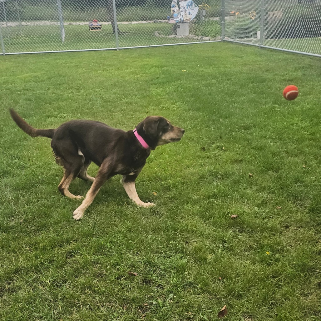 Marlee, an adoptable Labrador Retriever, Pointer in Detroit Lakes, MN, 56501 | Photo Image 6