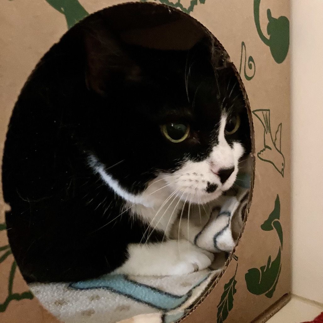 Mrs. Kitty