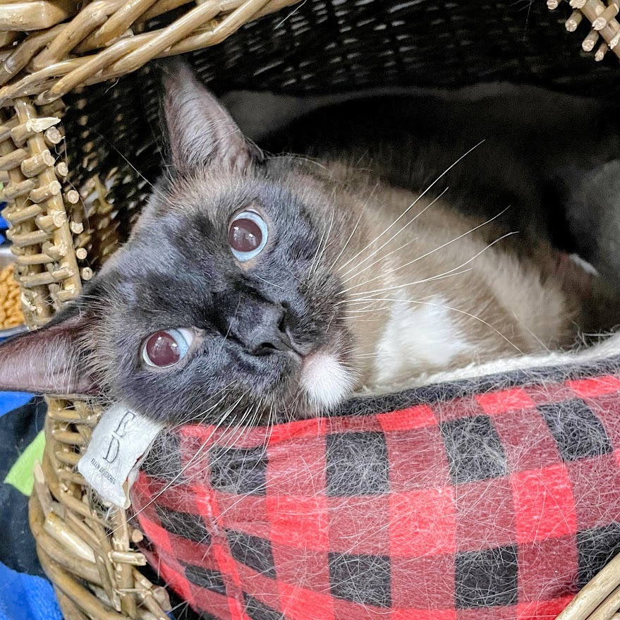 Pyewacket