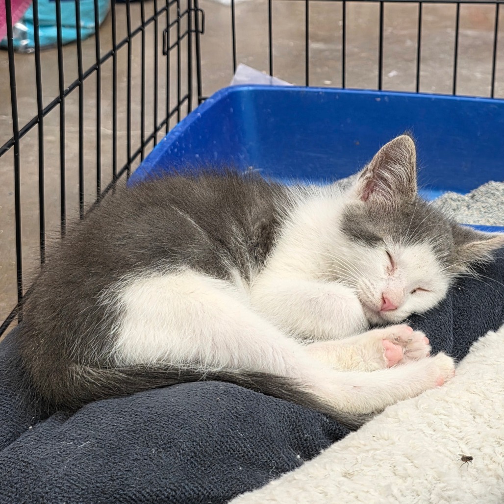 Bruce, an adoptable Domestic Short Hair in Duncan, OK, 73533 | Photo Image 2