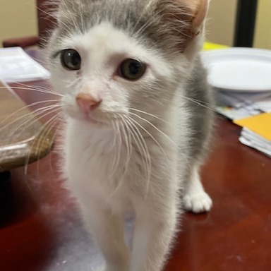 Bruce, an adoptable Domestic Short Hair in Duncan, OK, 73533 | Photo Image 3