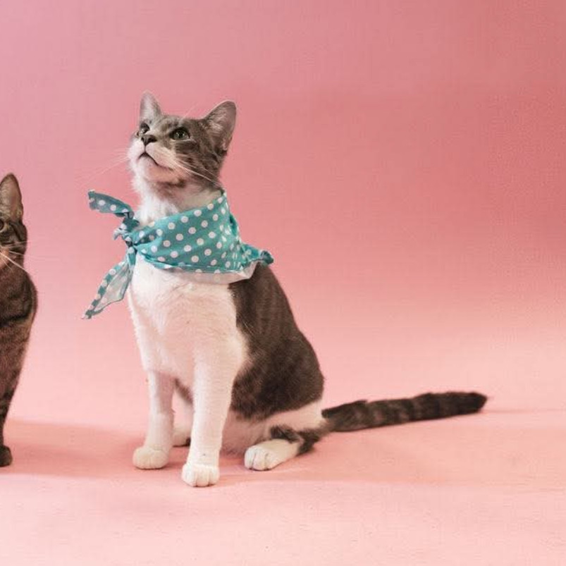 Al Purrchino