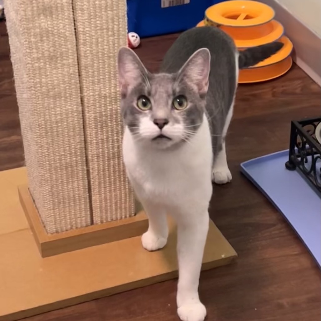 Al Purrchino