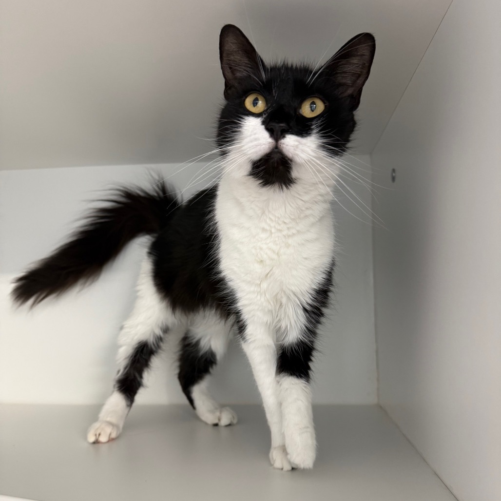 Domino