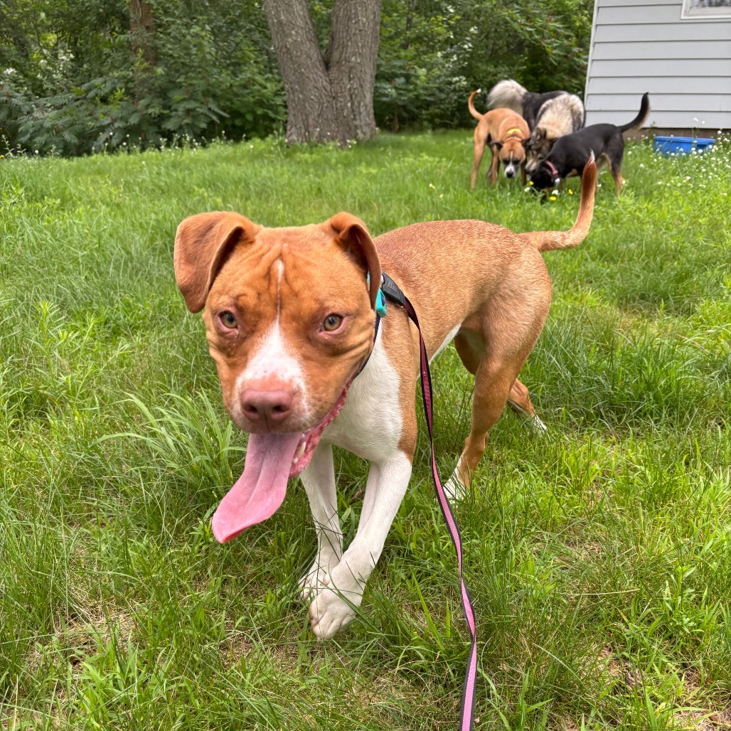 Hennessy, an adoptable Pit Bull Terrier in Brainerd, MN, 56401 | Photo Image 1