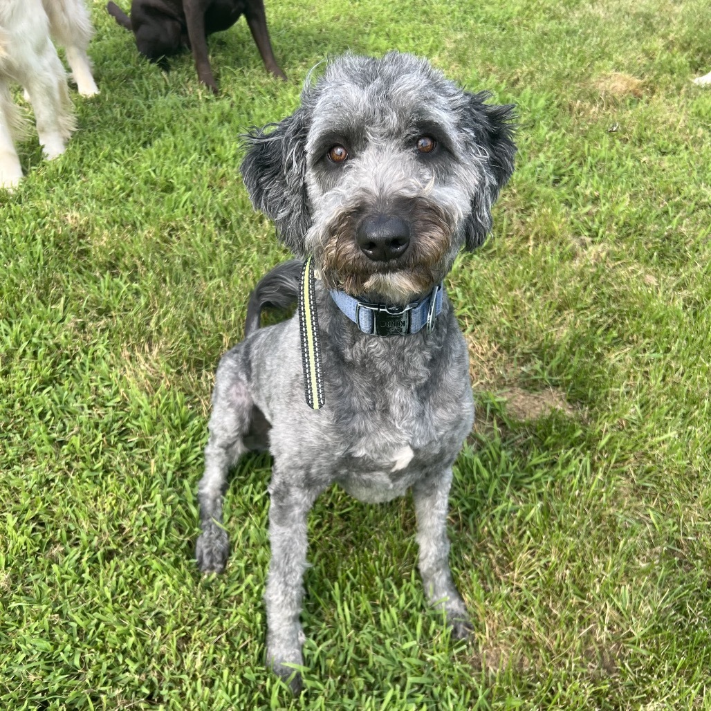 Luca (Otto), an adoptable Australian Shepherd, Labrador Retriever in Brainerd, MN, 56401 | Photo Image 1