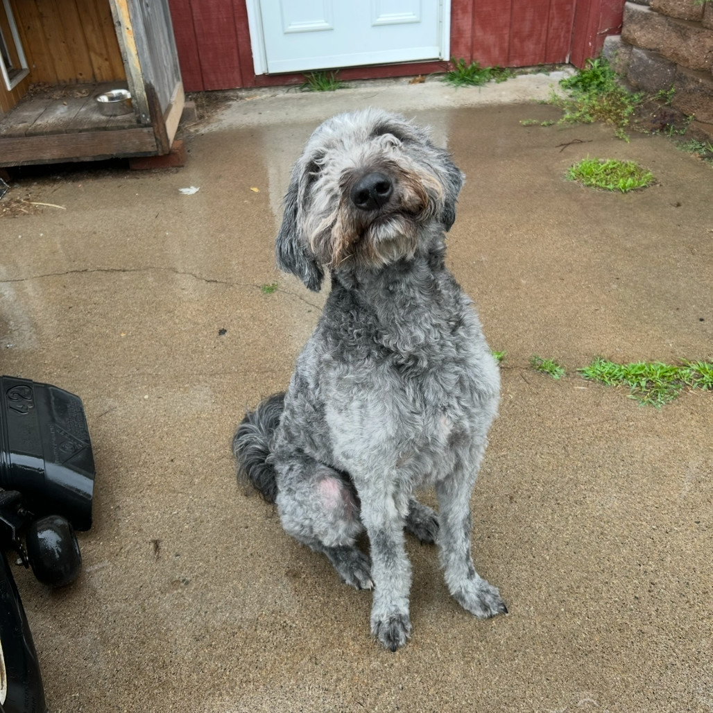 Luca (Otto), an adoptable Australian Shepherd, Labrador Retriever in Brainerd, MN, 56401 | Photo Image 2