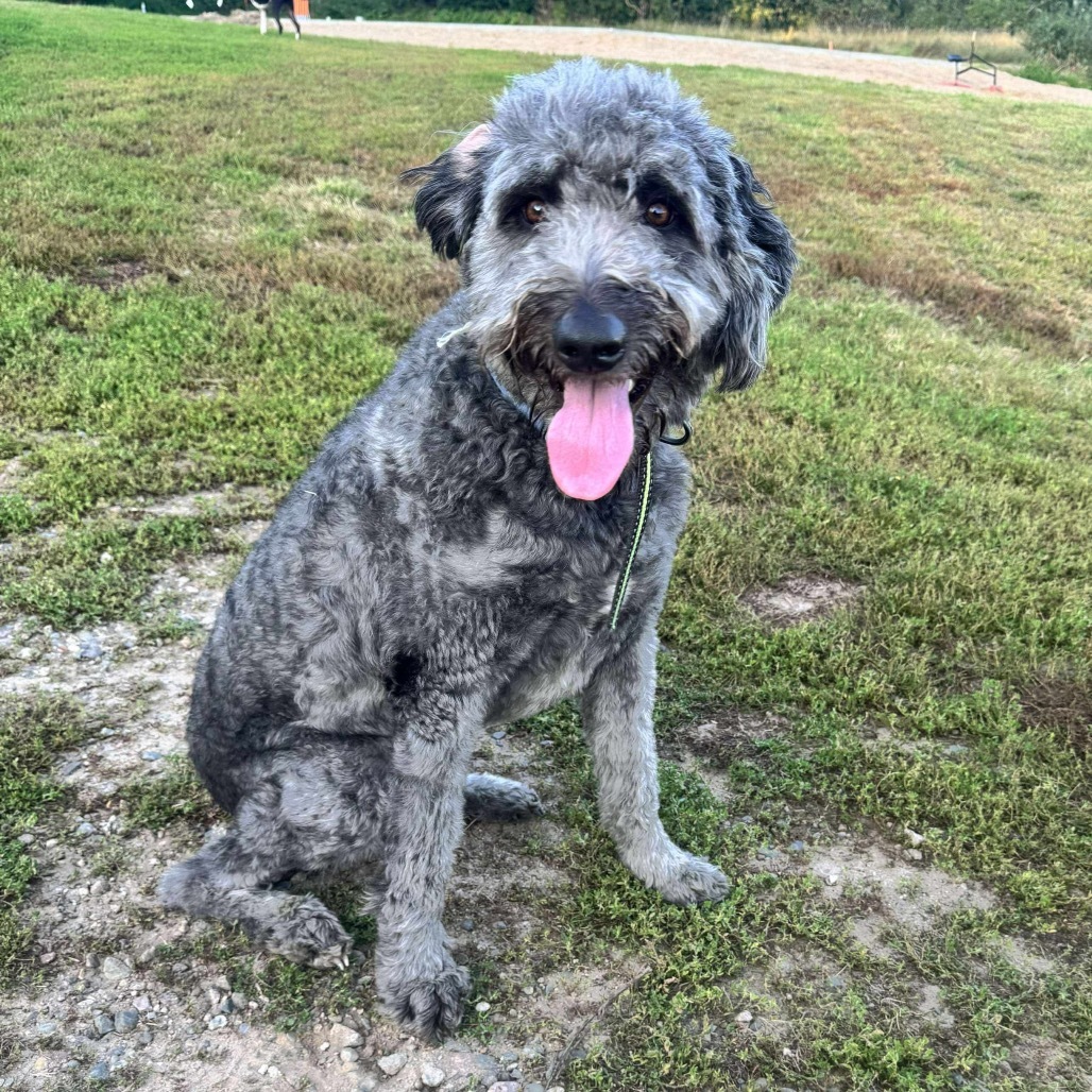 Luca (Otto), an adoptable Australian Shepherd, Labrador Retriever in Brainerd, MN, 56401 | Photo Image 3