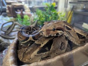 CLYDE, Adult Unknown unknown