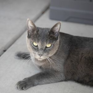 Kleya, Young Female unknown