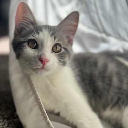 Orion, an adoptable Domestic Short Hair in Talent, OR, 97540 | Photo Image 1