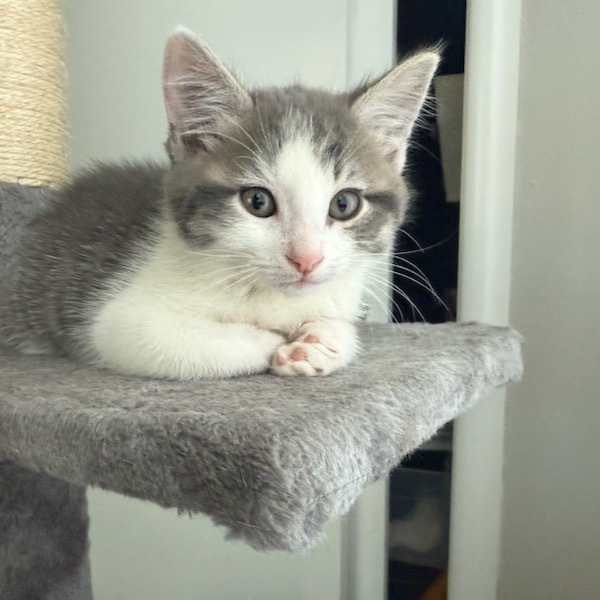 Orion, an adoptable Domestic Short Hair in Talent, OR, 97540 | Photo Image 2