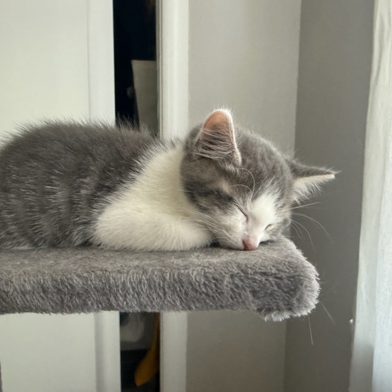 Orion, an adoptable Domestic Short Hair in Talent, OR, 97540 | Photo Image 3