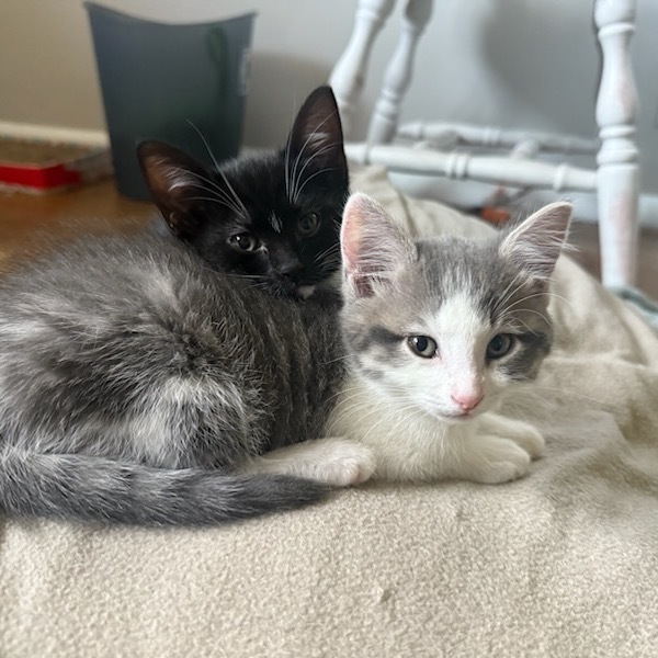 Orion, an adoptable Domestic Short Hair in Talent, OR, 97540 | Photo Image 4