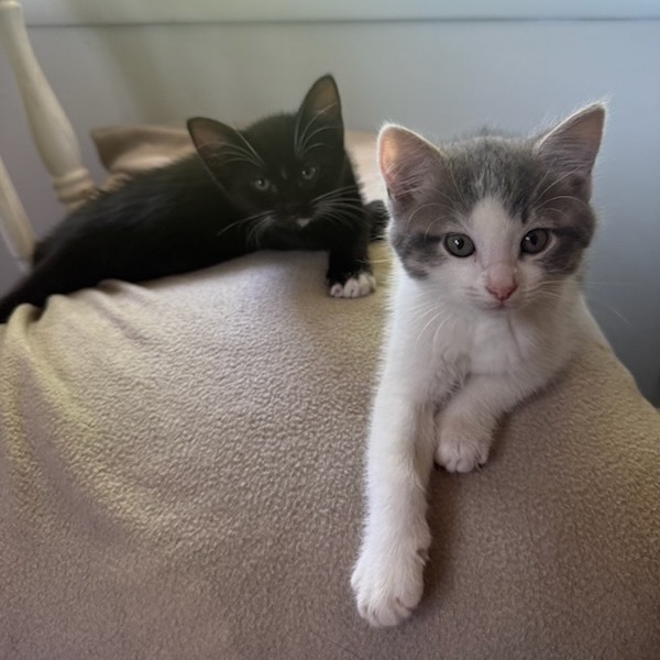 Orion, an adoptable Domestic Short Hair in Talent, OR, 97540 | Photo Image 5