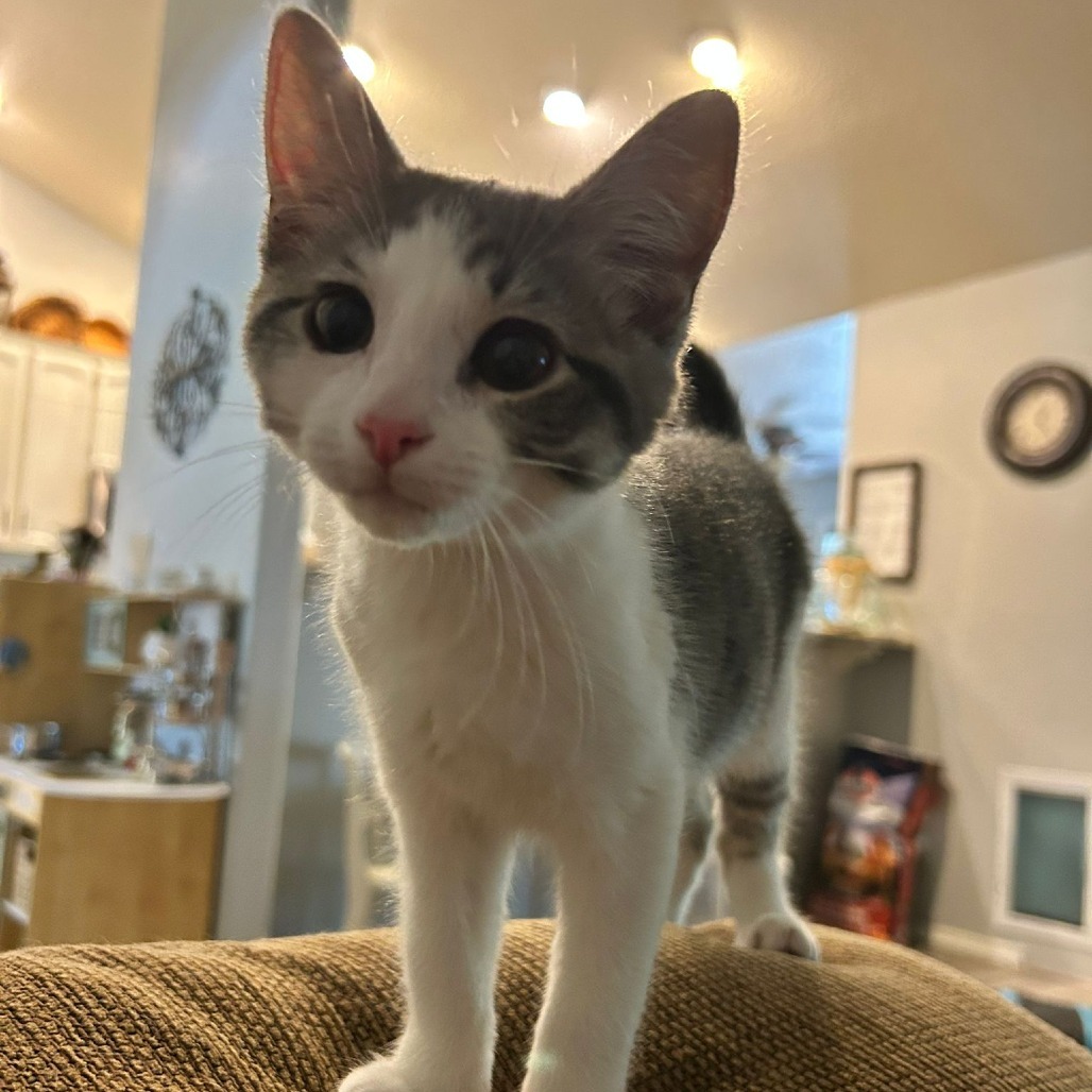 Orion, an adoptable Domestic Short Hair in Talent, OR, 97540 | Photo Image 6