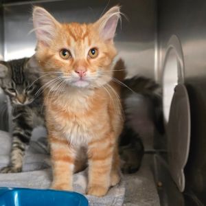 Oliver Domestic Medium Hair Cat