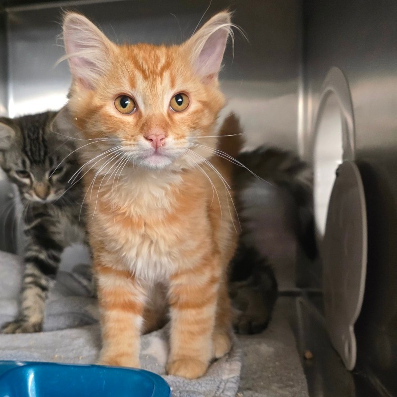 Oliver, an adoptable Domestic Medium Hair in Spokane, WA, 99202 | Photo Image 1