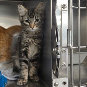 Purrnard Domestic Medium Hair Cat