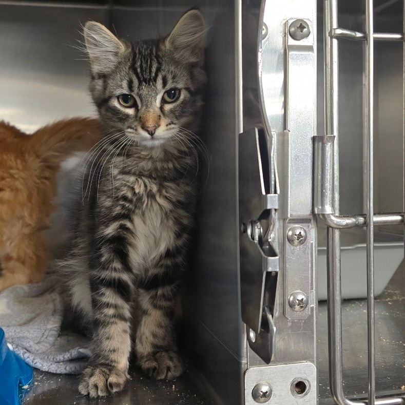 Purrnard, an adoptable Domestic Medium Hair in Spokane, WA, 99202 | Photo Image 1