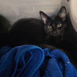 Leia Domestic Short Hair Cat