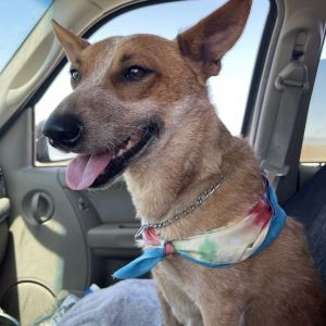 Molly Cattle Dog Dog