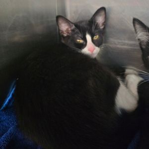 Noodles Domestic Short Hair Cat