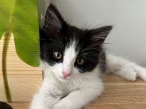 MARTY Domestic Short Hair Cat
