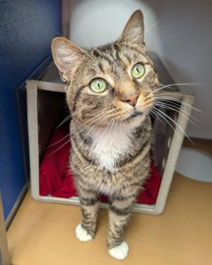 ERNIE Domestic Short Hair Cat