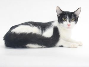 LIAM Domestic Short Hair Cat