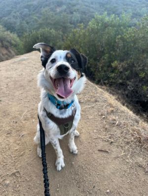 From Snoopys Foster Mom Snoopy is a gorgeous young fella with a ton of love to give He is what