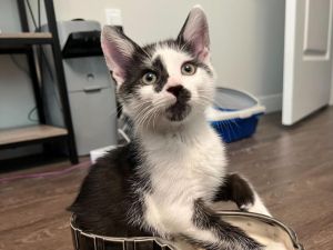 SMALL FRY Domestic Short Hair Cat