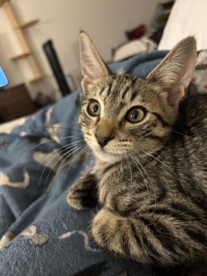 Clover is an adventurous little guy with a big heart While he can be a bit shy 
