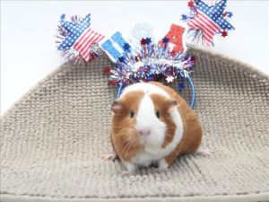 TEDDY Guinea Pig Small & Furry