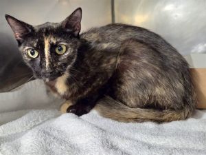 PINOT, Young Female unknown