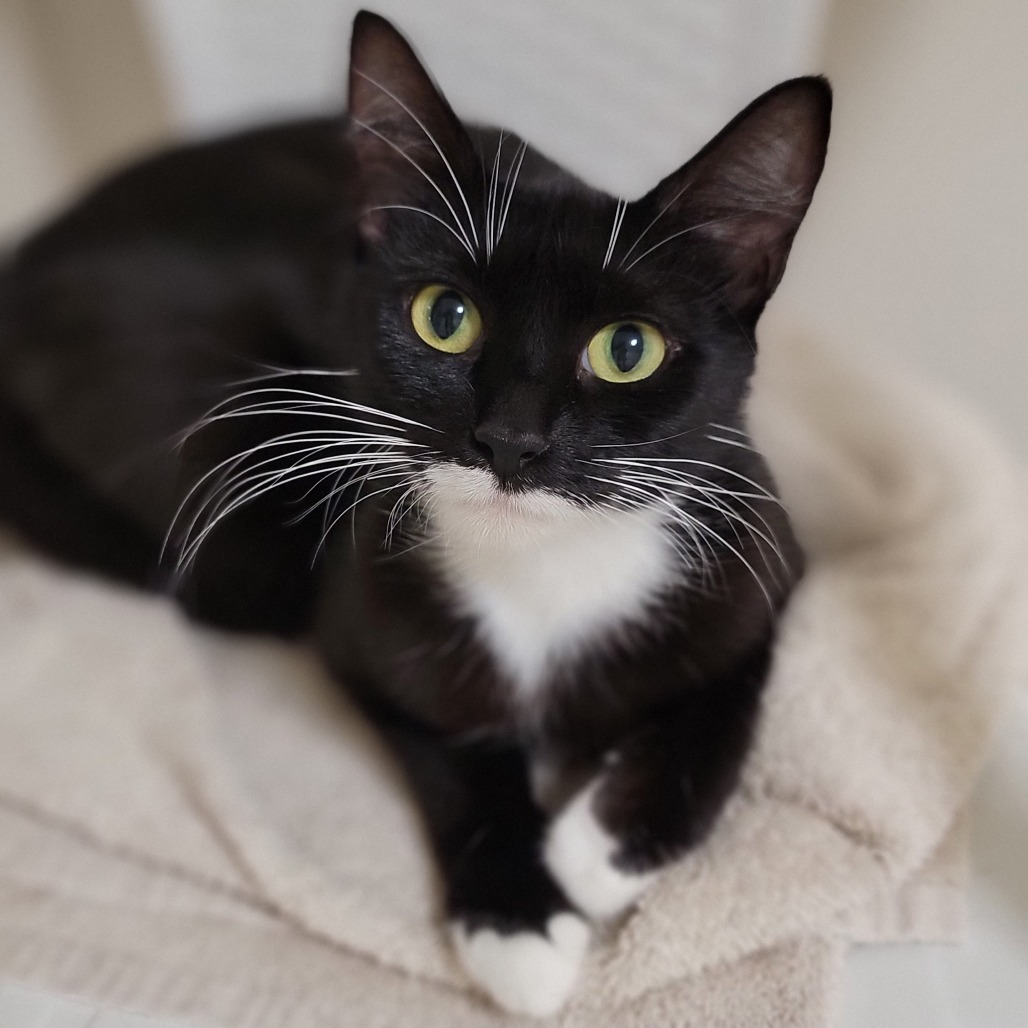 Sailor, an adoptable Domestic Short Hair in Coos Bay, OR, 97420 | Photo Image 1